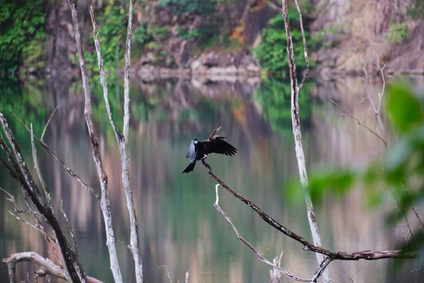 在湖畔的枝头上有一只蛇鸟 — 图库照片