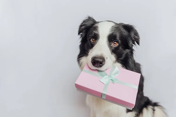 Närbild Söt Gräns Collie Håller Rosa Presentförpackning Munnen Isolerad Vit — Stockfoto