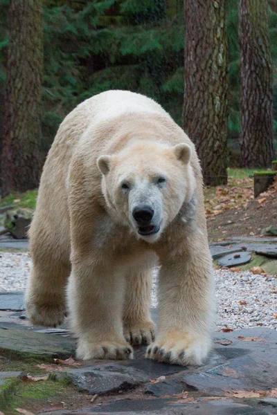 Orso Polare Che Cammina Nella Foresta — Foto Stock