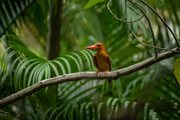 Ruddy Kingfisher Bird Perd Толстых Ветвях Лесными Деревьями Заднем Плане — стоковое фото