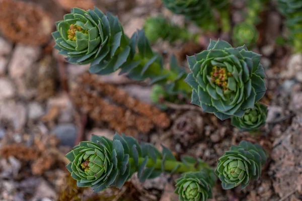 Closeup Rhodiola Rosea Sprouting New Growth Golden Root — Stock Photo, Image
