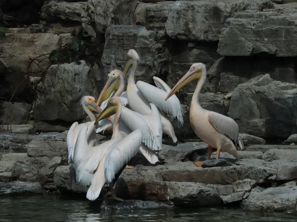 Stado Wielkich Białych Pelikanów Siedzących Skalistej Zatoce — Zdjęcie stockowe