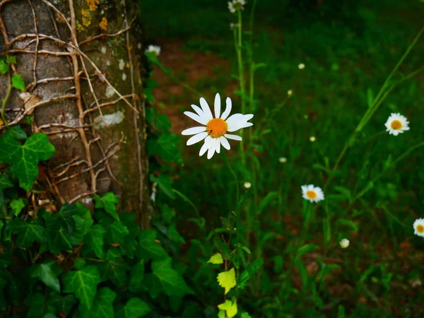Nahaufnahme Einer Schönen Weißen Kamillenblüte Garten Der Nähe Eines Baumstammes — Stockfoto
