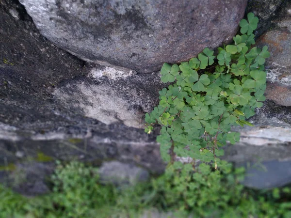 岩壁に這う木こり植物のクローズアップショット — ストック写真