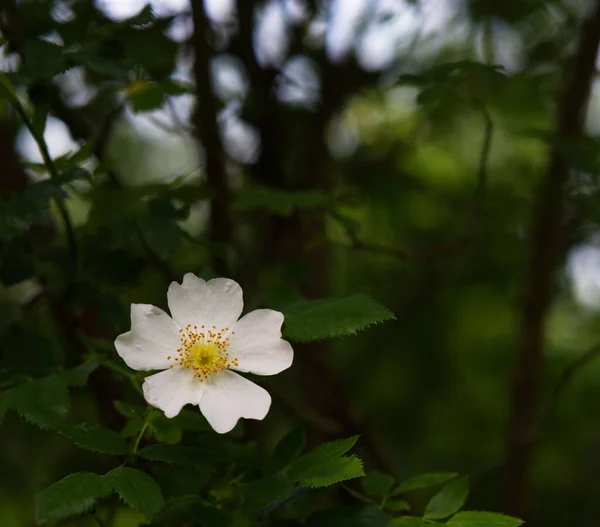 Closeup White Rose Hip Flower Growing Garden — Stock Photo, Image