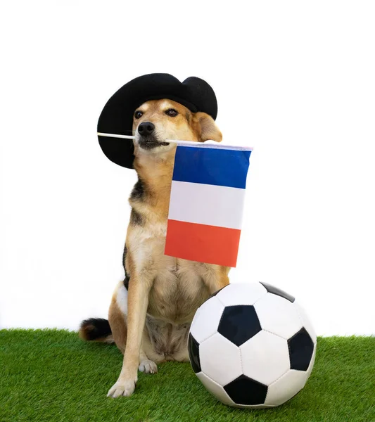 Retrato Cão Com Boina Preta Bandeira Francesa Bola Futebol — Fotografia de Stock