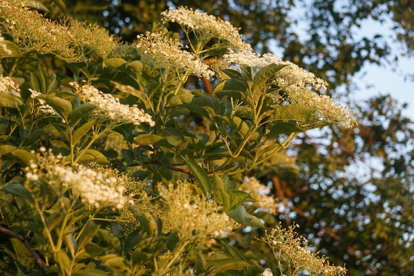 開花中の白い花の低角度ショット高齢者の茂み — ストック写真