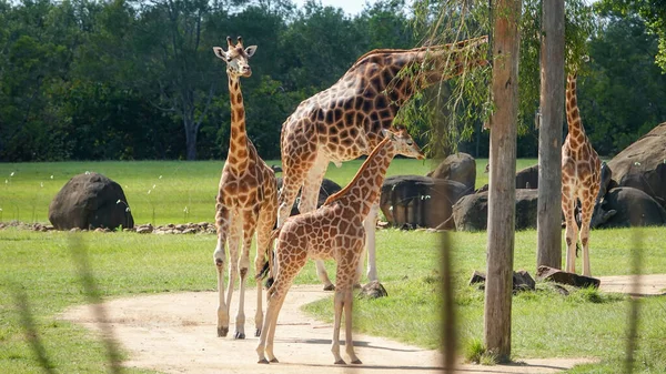 Krásný Výhled Roztomilé Žirafy Rodiny Parku — Stock fotografie