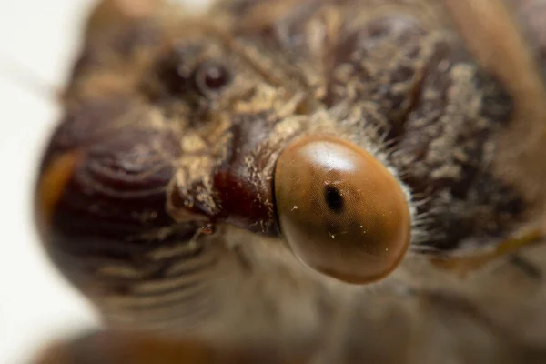 Макро Подъем Глазу Этого Насекомого Cicada Hemiptera Таиланд — стоковое фото