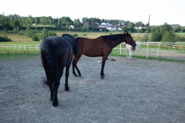 Groupe Chevaux Marchant Sur Champ Rural — Photo