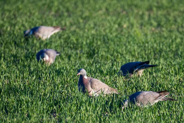 Primer Plano Varias Palomas Asentadas Sobre Una Hierba Verde — Foto de Stock