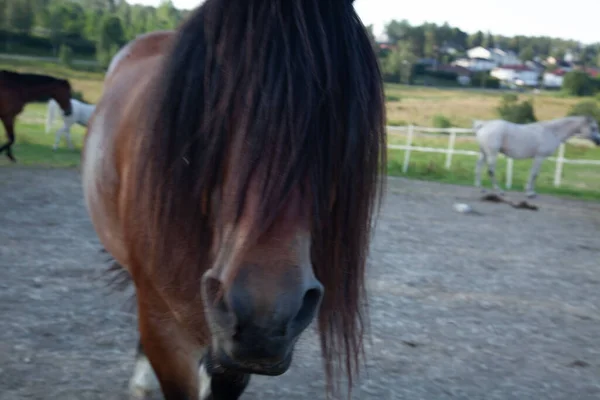一只瑞典北部马的特写镜头 它看着黑色鬃毛后面的摄像机 — 图库照片