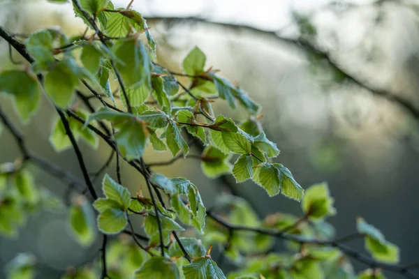在明亮的背景下拍照的山毛榉树枝上的绿叶 — 图库照片