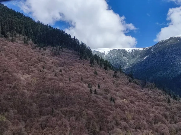 Bulutlu Bir Gökyüzünün Altında Renkli Ormanlar Karla Kaplı Dağ Zirveleri — Stok fotoğraf