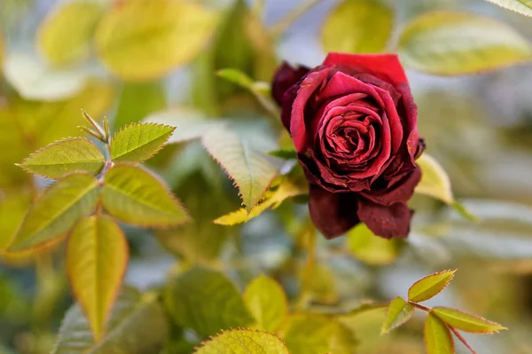 Ένα Κοντινό Πλάνο Ενός Κόκκινου Τριαντάφυλλου Που Ανθίζει Στον Κήπο — Φωτογραφία Αρχείου