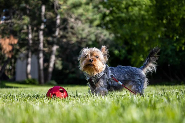 Ein Entzückender Yorkshire Terrier Der Leine Spaziert Durch Den Park — Stockfoto