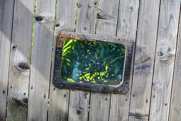 木の水の植物の色石器緑 — ストック写真