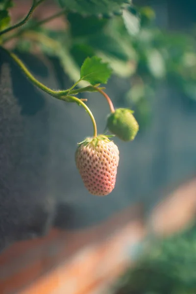 草莓茎上新鲜草莓的垂直特写 — 图库照片