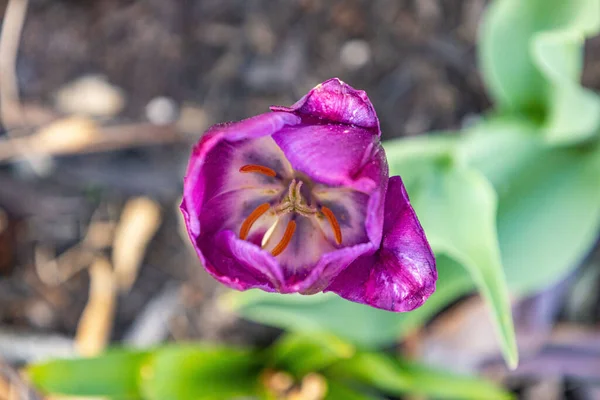 Mor Tulipa Çiçeği Bahçede Küçük Düşürür — Stok fotoğraf
