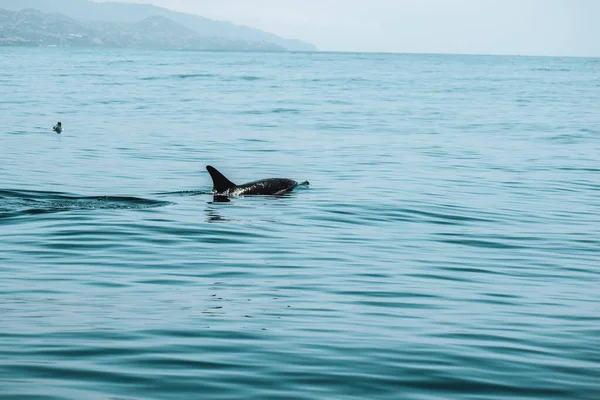 Una Bella Foto Delfino Che Nuota Nell Acqua Del Mare — Foto Stock