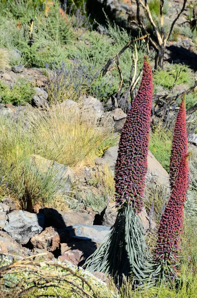 Esemplari Endemica Rossa Tenerife Bugloss Nel Parco Nazionale Del Teide — Foto Stock