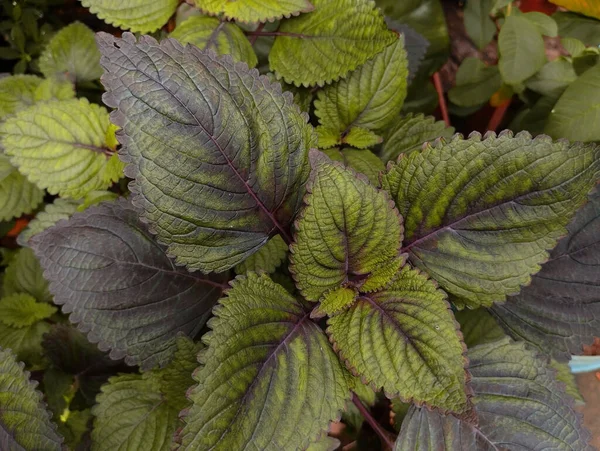 Close Perilla Frutescens Uma Planta Anual Com Folhagem Roxa Verde — Fotografia de Stock