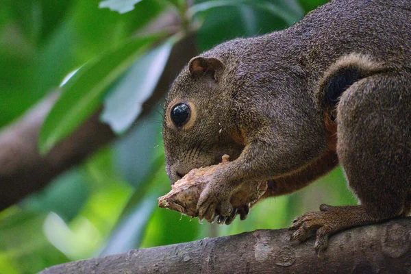 Ein Nahaufnahme Porträt Eines Wegerichs Eichhörnchen Frisst Auf Einem Ast — Stockfoto