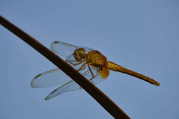 Samec Žlutými Křídly Sympetrum Flaveolum Proti Modré Obloze — Stock fotografie