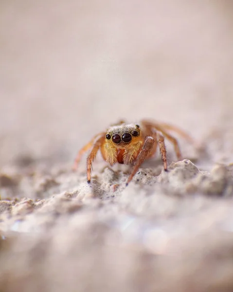 Μια Μακροεντολή Μιας Αράχνης Evarcha Στο Βραχώδες Έδαφος — Φωτογραφία Αρχείου