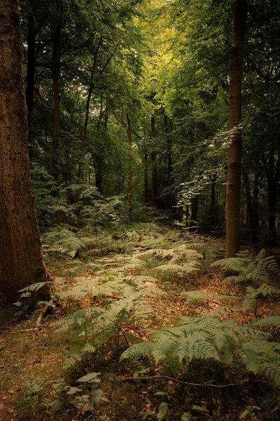 Wendover Woods Buckinghamshire England United Kingdom — Stock fotografie