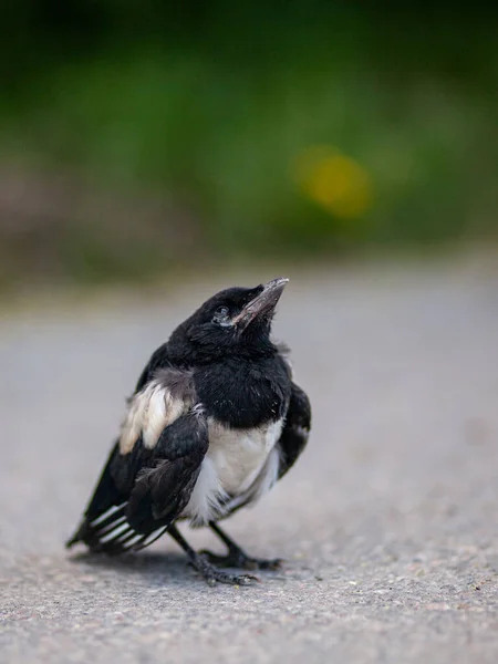 Een Verticaal Schot Van Een Euraziatische Ekster Vogel — Stockfoto