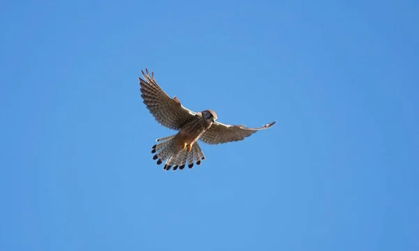 Tiro Ângulo Baixo Falcão Kestrel Fêmea Voando Céu Azul — Fotografia de Stock