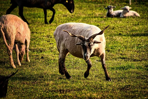 山羊在野外的选择性集中射击 — 图库照片
