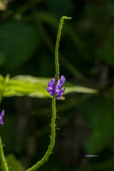 Közelkép Egy Gyönyörű Stachytarpheta Urticifolia Egy Kertben Egy Napsütéses Napon — Stock Fotó