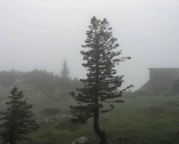 Scenic View Pine Trees Mist Settlement Velika Planina Slovenia — Stock Photo, Image