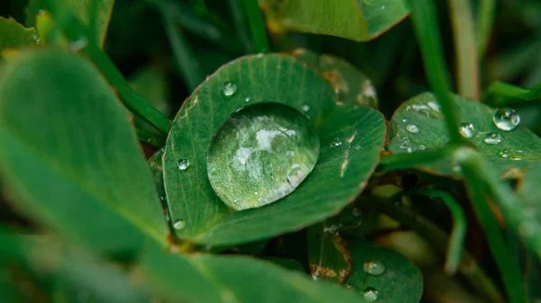 Ein Makroschuss Von Wassertropfen Auf Grünen Blättern — Stockfoto