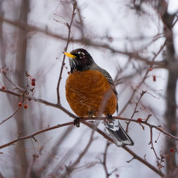 Tiro Seletivo Foco Robin Americano Turdus Migratorius Empoleirado Ramo — Fotografia de Stock