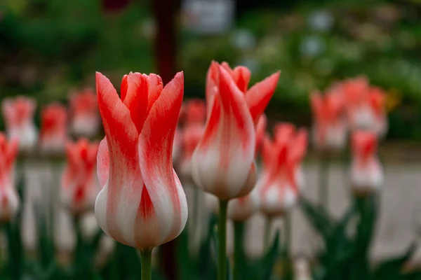 Enfoque Selectivo Tulipanes Campo — Foto de Stock