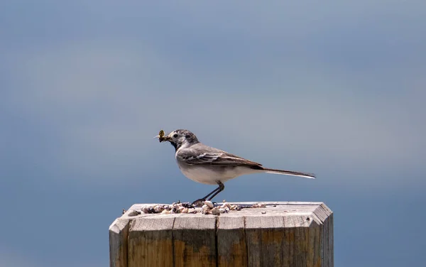 Pájaro Motacilla Alba Sentado Bosque Con Insecto Pico Naturaleza Salvaje —  Fotos de Stock
