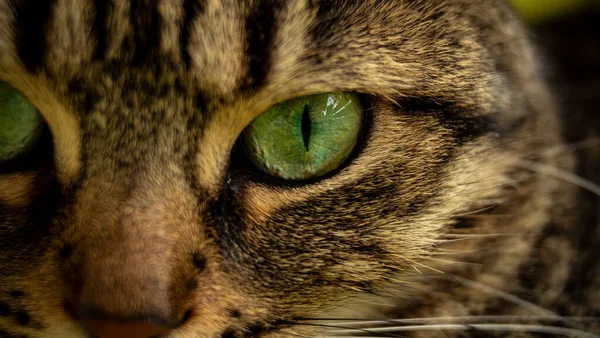 Primo Piano Misterioso Occhio Verde Gatto Strisce — Foto Stock