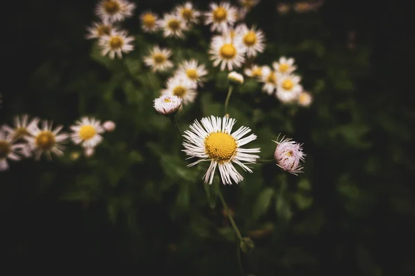 Apropiere Erigeron Philadelphicus Philadelphia Fleabane — Fotografie, imagine de stoc