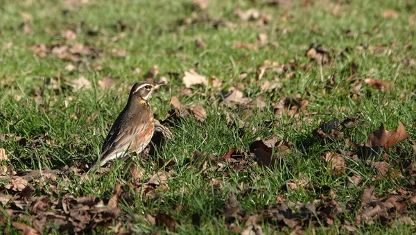 Closeup Redwing Perched Green Grass Covered Fallen Leaves Sunny Day — Stock Photo, Image