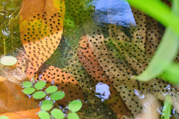 Belo Tiro Uma Lagoa Com Desovar — Fotografia de Stock