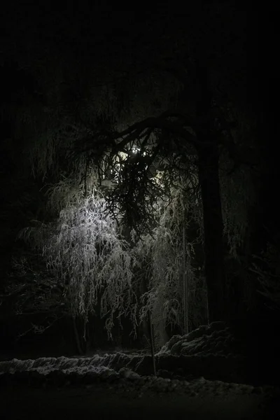 夜の間に背景に光のある木の垂直ショット — ストック写真