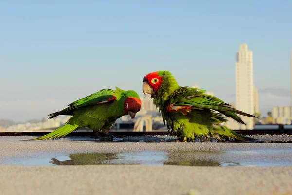 Uma Vista Panorâmica Dois Papagaios Coloridos Empoleirados Chão Fundo Céu — Fotografia de Stock