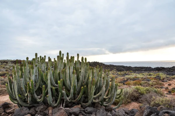 Cactus Desert Sunset Tenerife South Canary Islands Spain — Stock Photo, Image