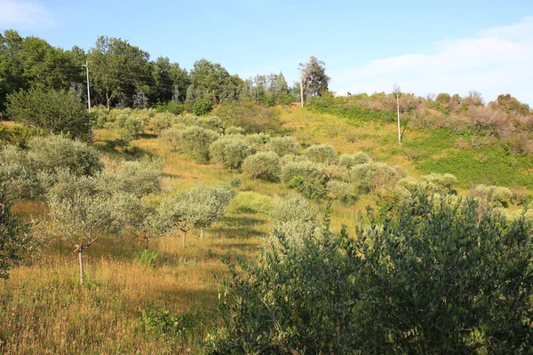 Blick Auf Ein Anbaugebiet Für Olivenbäume Ligurien Nützlich Für Die — Stockfoto