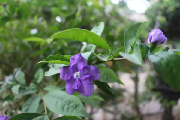 紫罗兰花园中紫色花朵的精选 — 图库照片