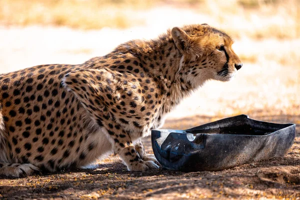 Nahaufnahme Eines Schönen Geparden Beim Trinken Von Wasser Namibia — Stockfoto
