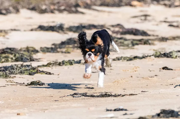 Ein Hund Cavalier King Charles Ein Süßer Welpe Läuft Strand — Stockfoto